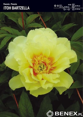 Showbox Połówkowy Paeonia - Piwonia "4" 2/3 (Dostępna Od 37 Tygodnia) 10 Szt.