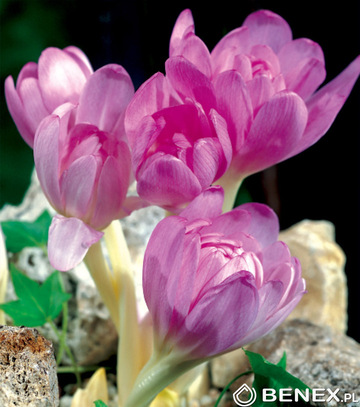 Showbox 10-Cio Komorowy Colchicum, Crocus - Zimowit I Krokus Jesienny 275 Szt.