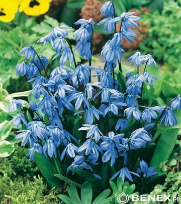 Showbox 10-Cio Komorowy Scilla, Chionodoxa - Cebulica I Śnieżnik 500 Szt.