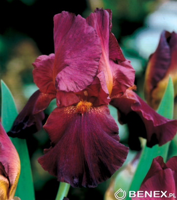 Showbox 10-Cio Komorowy Iris Germanica - Kosiaciec Bródkowy I  40 Szt.