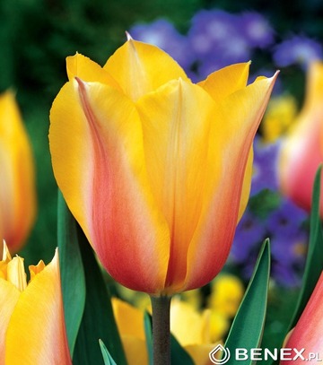 Showbox 10-Cio Komorowy Tulip - Tulipan Triumph 11/12  250 Szt.