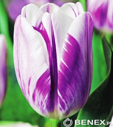 Showbox 10-Cio Komorowy Tulip - Tulipan Triumph Rembrandt I Dwukolorowy 11/12 25