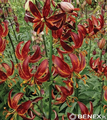 Showbox Połówkowy Lilium - Lilia Martagon 16/18 25 Szt.