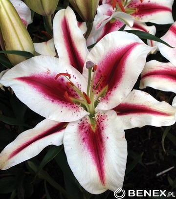 Showbox Połówkowy Lilium - Lilia Orientalna "1" 18/20 40 Szt.