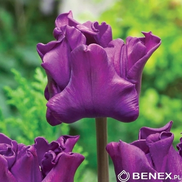 Showbox Połówkowy Tulip - Tulipan - Tulipan Ekskluzywny  11/12 75 Szt.