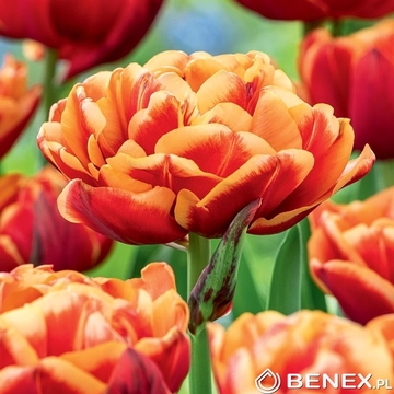 Showbox Połówkowy Tulip - Tulipan Pełny "7" 11/12 125 Szt.