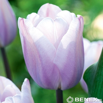 Showbox Połówkowy Tulip - Tulipan Triumph "11"  11/12 125 Szt.