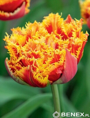 Showbox Połówkowy Tulip - Tulipan Strzępiasty "7" 11/12 75 Szt.
