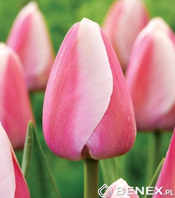 Showbox Połówkowy Tulip - Tulipan Darwina "4" - Pride 11/12  125 Szt.