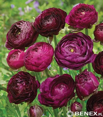 Showbox Połówkowy Ranunculus - Jaskier "2" 6/+  250 Szt.