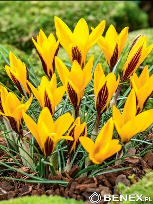Showbox Połówkowy Crocus - Krokus Wiosenny Wielkokwiatowy "9" 5/7 250 Szt.