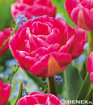 Showbox Tulip - Tulipan Pełny "3" 11/12  250 Szt.