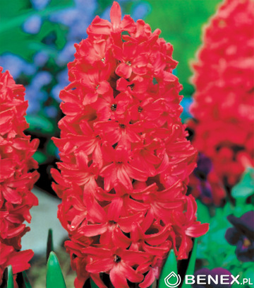 Showbox Połówkowy Hyacinthus - Hiacynt "1" 16/18  75 Szt.