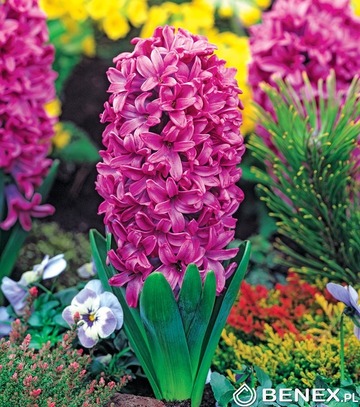 Showbox Połówkowy Hyacinth - Hiacynt "2" 16/18  75 Szt.