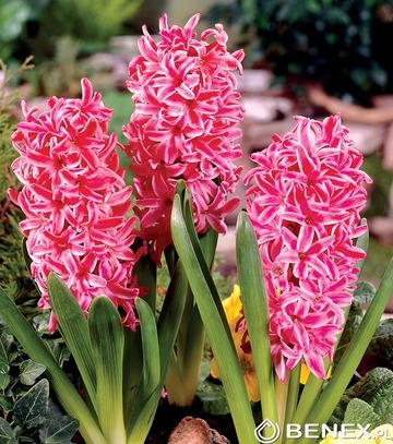 Showbox Połówkowy Hyacinth - Hiacynt Dwukolorowy 16/18 50 Szt.