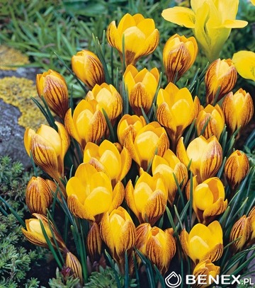 Showbox Połówkowy Crocus - Krokus Wiosenny "1" 5/7 375 Szt.