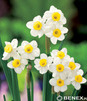 Showbox Połówkowy Narcissus - Narcyz Botaniczny "1" 10/12  150 Szt.