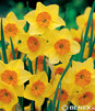 Showbox Połówkowy  Narcissus - Narcyz Botaniczny "2" 12/14 150 Szt.