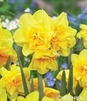 Showbox Połówkowy  Narcissus - Narcyz Botaniczny "2" 12/14 150 Szt.