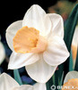 Showbox Połówkowy Narcissus - Narcyz Trąbkowy 14/16  75 Szt.