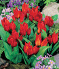 Showbox Połówkowy  Tulipa - Tulipan Botaniczny "1" 7/8 250 Szt.