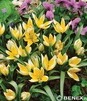 Showbox Połówkowy Tulipa - Tulipan Botaniczny "1" 7/8 250 Szt.