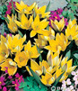 Showbox Połówkowy  Tulipa - Tulipan Botaniczny "2" 6/7  250 Szt.