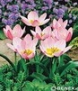 Showbox Połówkowy Tulipa - Tulipan Botaniczny "2" 6/7  250 Szt.