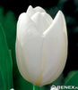 Showbox Połówkowy Tulipa - Tulipan Darwina "1" 11/12  125 Szt.