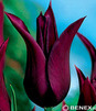 Showbox Połówkowy  Tulipa - Tulipan Liliokształtny "1"  11/12  125 Szt.