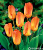 Showbox Połówkowy  Tulipa - Tulipan Niski Fostera  10/11  125 Szt.