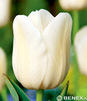 Showbox Połówkowy Tulipa - Tulipan Pojedynczy Późny  12/+ 125 Szt.