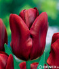 Showbox Połówkowy  Tulipa - Tulipan Pojedynczy Wczesny 11/12  125 Szt.