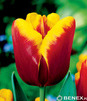 Showbox Połówkowy Tulipa - Tulipan Triumph "1" 11/12  125 Szt.