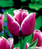 Showbox Połówkowy Tulipa - Tulipan Triumph "1" 11/12  125 Szt.