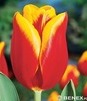 Showbox Połówkowy Tulipa - Tulipan Triumph "2" 12/+ 125 Szt.