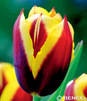 Showbox Połówkowy Tulipa - Tulipan Triumph "3" 12/+  125 Szt.