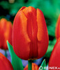 Showbox Połówkowy Tulipa - Tulipan Triumph "3" 12/+  125 Szt.