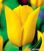 Showbox Połówkowy  Tulipa - Tulipan Triumph "3" 12/+  125 Szt.