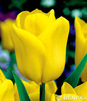 Showbox Połówkowy Tulipa - Tulipan Triumph "4"  12/+ 125 Szt.