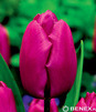 Showbox Połówkowy Tulipa - Tulipan Triumph "4"  12/+ 125 Szt.