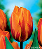 Showbox Połówkowy Tulipa - Tulipan Triumph Rembrandt 11/12  125 Szt.