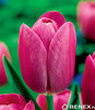 Showbox Połówkowy  Tulipa - Tulipan Zestaw Promocyjny 10/11 125 Szt.