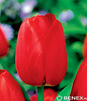 Showbox Połówkowy  Tulipa - Tulipan Zestaw Promocyjny 10/11 125 Szt.