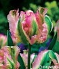 Showbox Połówkowy  Tulipa - Tulipan Virindiflora "2" 11/12  125 Szt.
