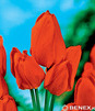 Showbox Połówkowy  Tulipa - Tulipan Wielokwiatowy "1" 12/+ 125 Szt.