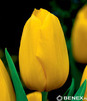 Showbox Połówkowy  Tulipa - Tulipan  Gigantyczny  12/+ 125 Szt.