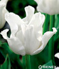 Showbox Połówkowy  Tulipa - Tulipan - Tulipan Ekskluzywny "1" 11/12 75 Szt.