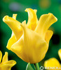 Showbox Połówkowy  Tulipa - Tulipan - Tulipan Ekskluzywny "1" 11/12 75 Szt.