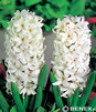 Showbox 10-cio Komorowy  Hyacinthus - Hiacynt "1" I "2" 16/18  150 Szt.
